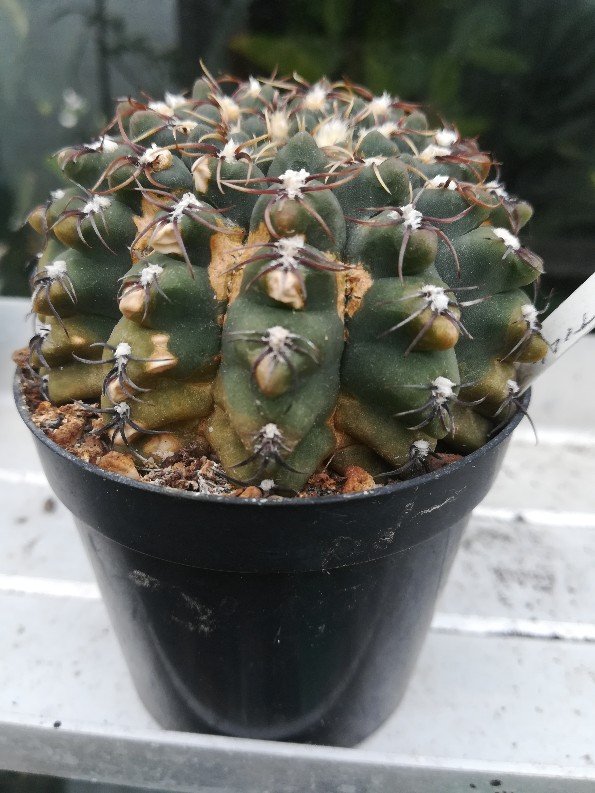 gymnocalycium quehlianum-595x793.jpg