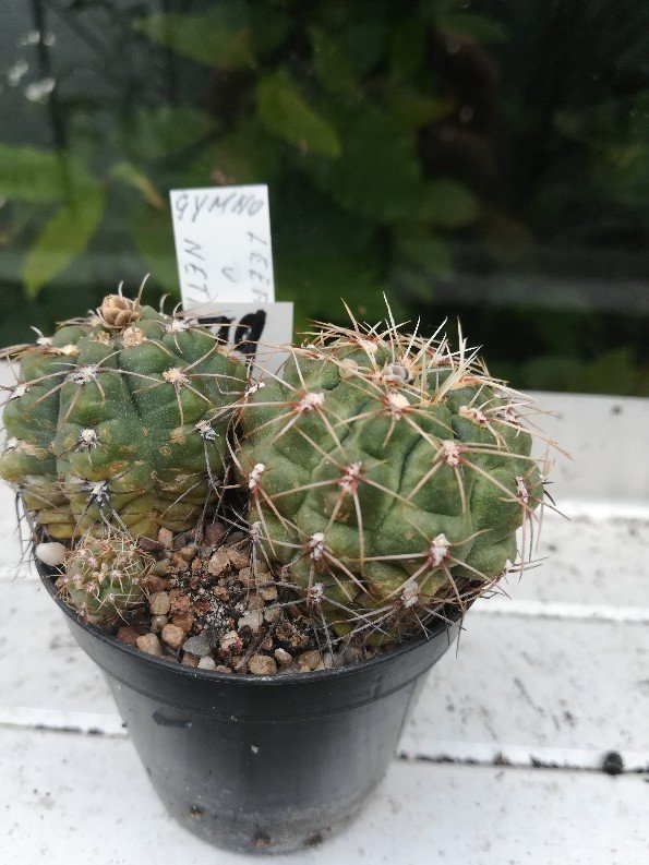 gymnocalycium leeanum v netrelianum-595x793.jpg