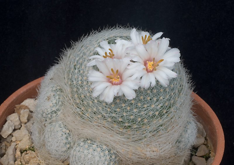 Mammillaria lenta.jpg