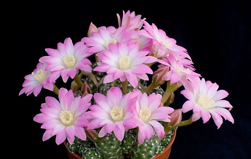 Mammillaria saboae.jpg