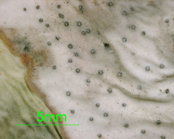 Stagonospora gigantea  on Agave sp001.jpg