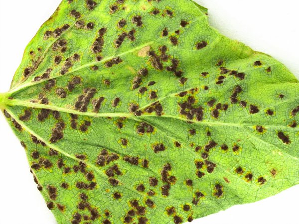 Malva sp with Puccinia heterospora rust.jpg