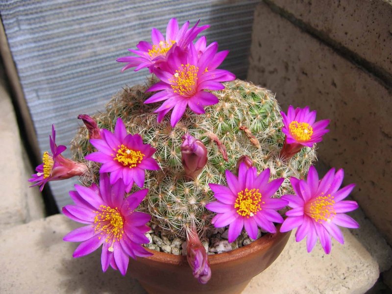 Mammillaria dehertinana