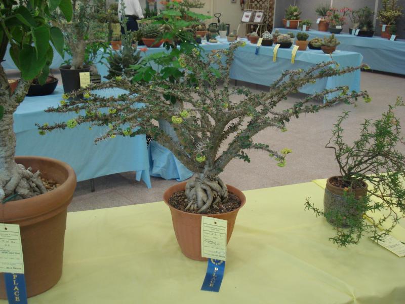 Euphorbia Croizatii.JPG