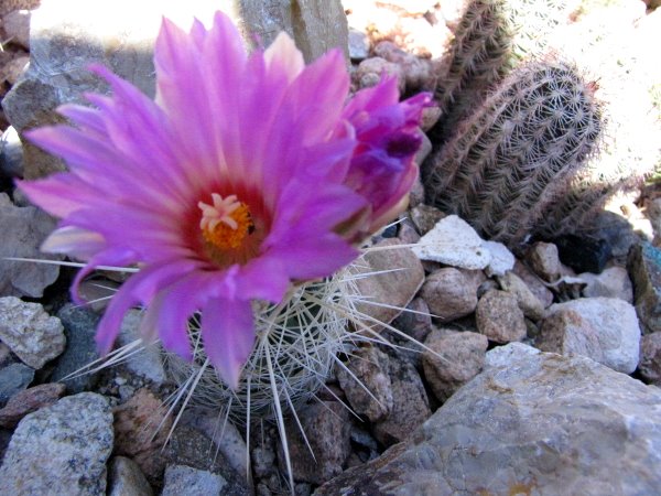 T_bicolor ssp bolaensis6.JPG