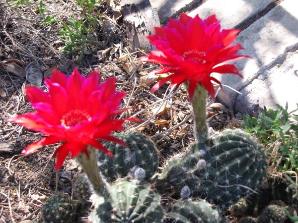 Echinopsis sp7.JPG