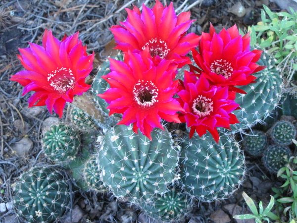 Echinopsis sp12.JPG