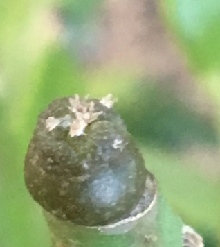 Lophophora williamsii x Lophophora fricii day 17