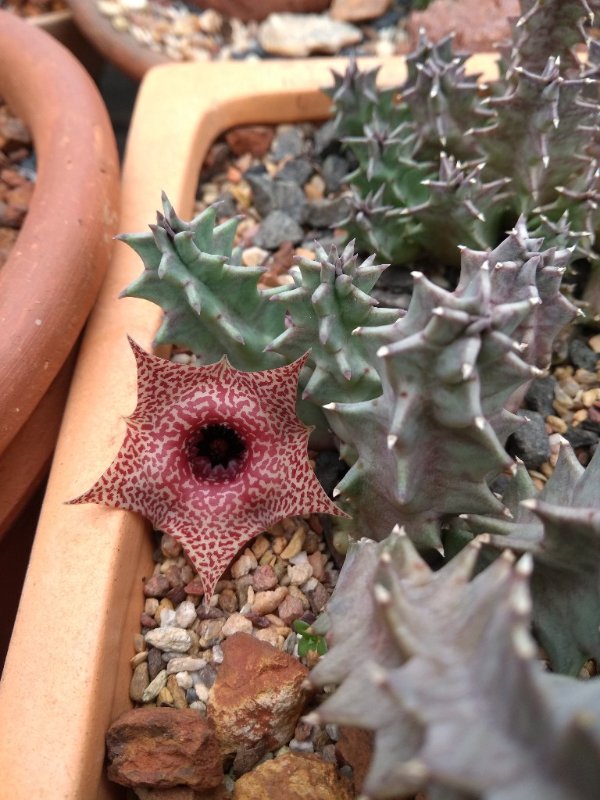 Huernia erectiloba.jpg