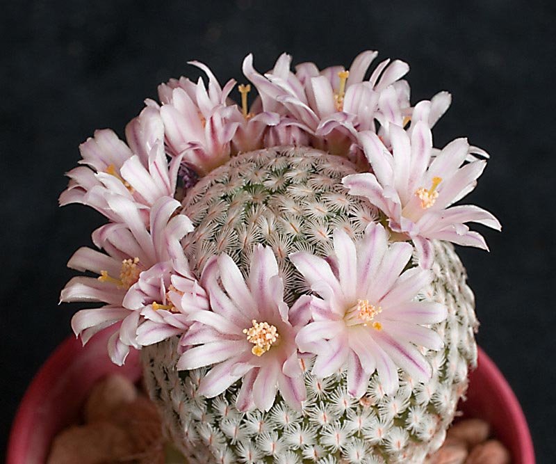 Mammillaria sanchez-mejoradae.jpg