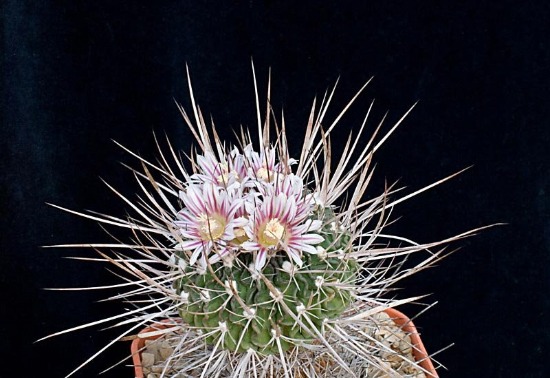 Stenocactus.jpg