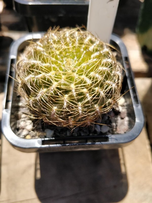 This is my first Sulcorebutia Candiae