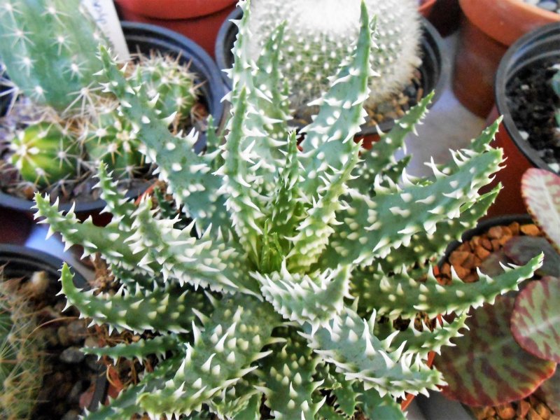 Aloe humilis Echinata