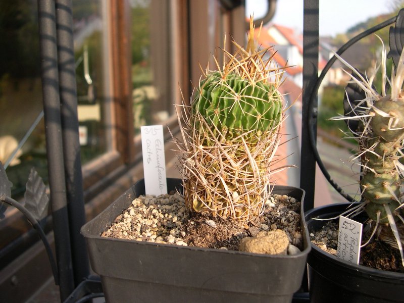 DSCN9611-Stenocactus multicostatus-315-x.JPG