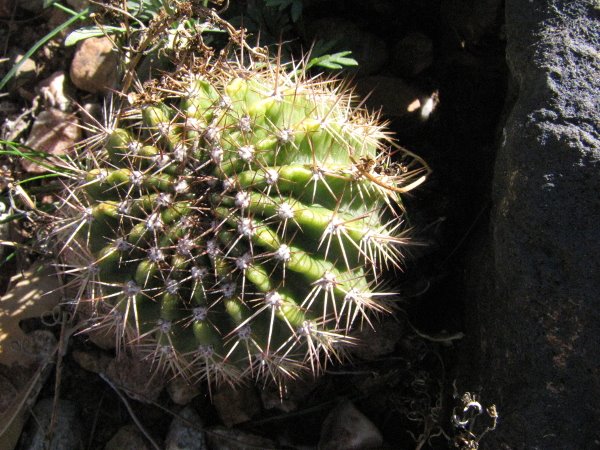 Echinopsis grandiflora.JPG