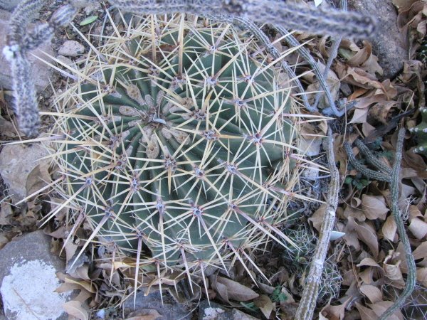 Ferocactus sp.JPG