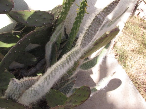 Hairy Opuntia Hybrid.JPG