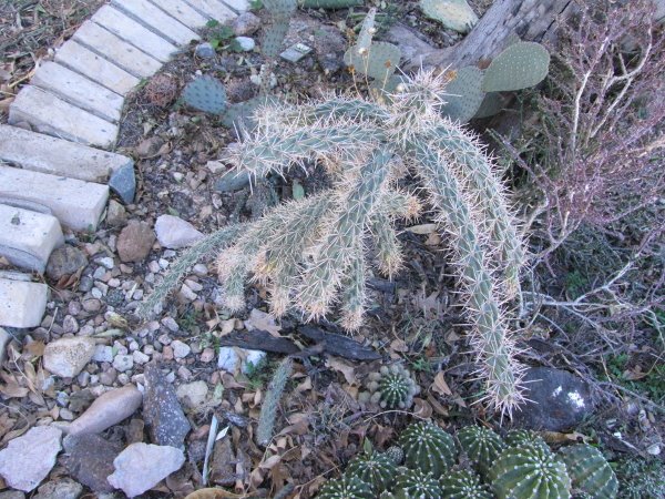 Opuntia imbricata.JPG