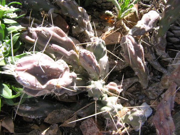 Opuntia schottii.JPG