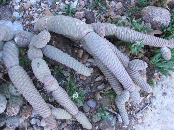 Tephrocac_papyracanthus var diadematus.JPG