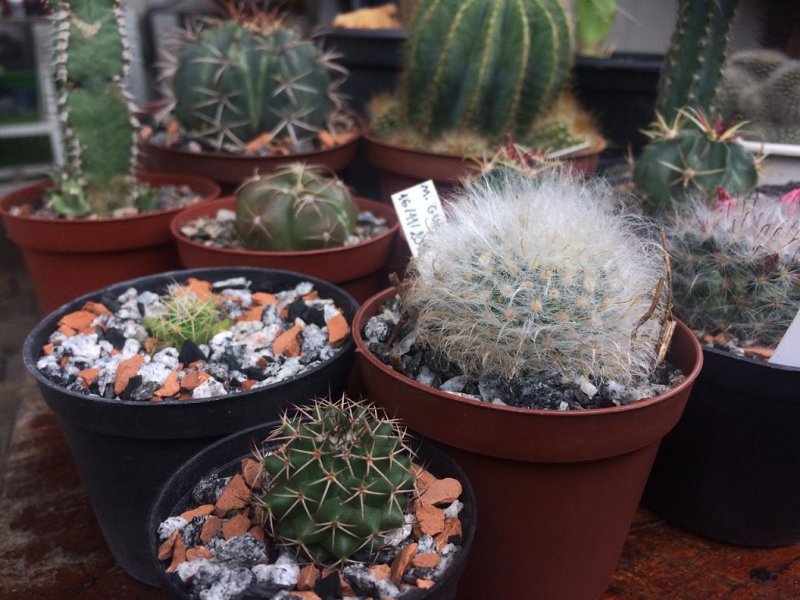 unlabeled Mammillaria at the left corner with it's friends.