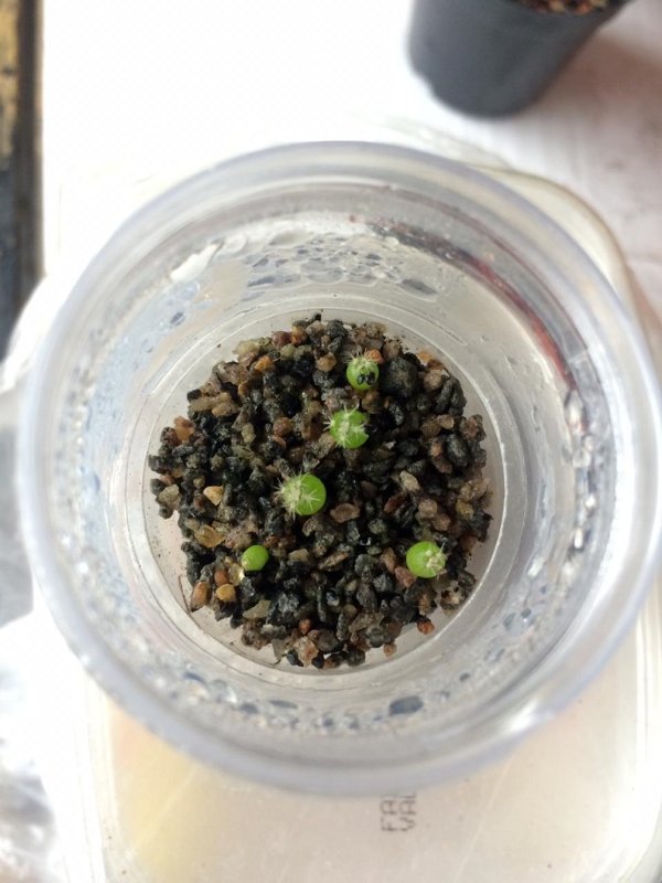 One month old Melocactus azureus seedlings.