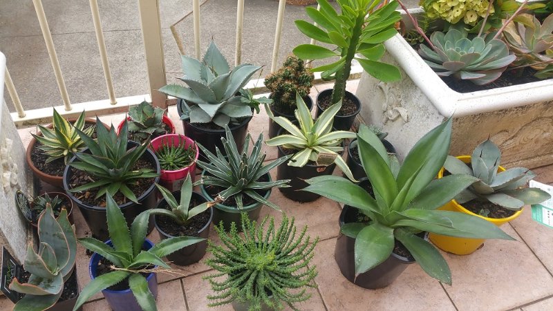 Some of my agaves with other succulents.