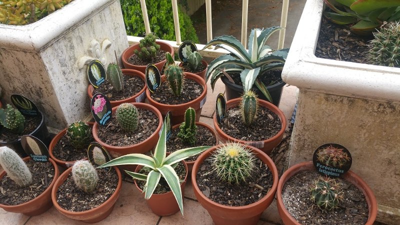Some of cacti I purchased during Christmas. They are over potted in mostly 17cm clay pots. I'm too lazy to repot. Hopefully these last 2 years!