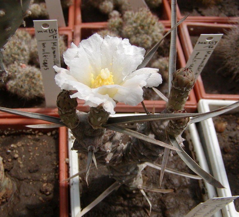 Tephrocactus_articulatus.jpg