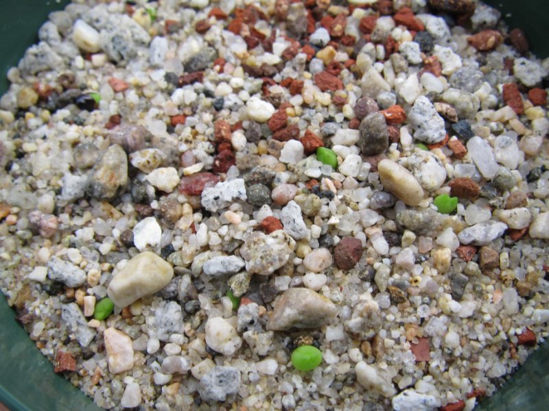 A coahuilense germination