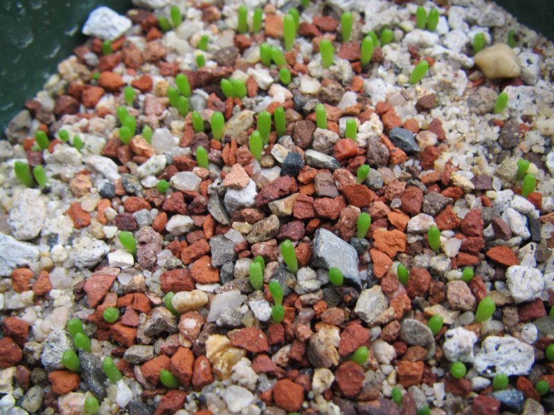 T. dickinsonia germination