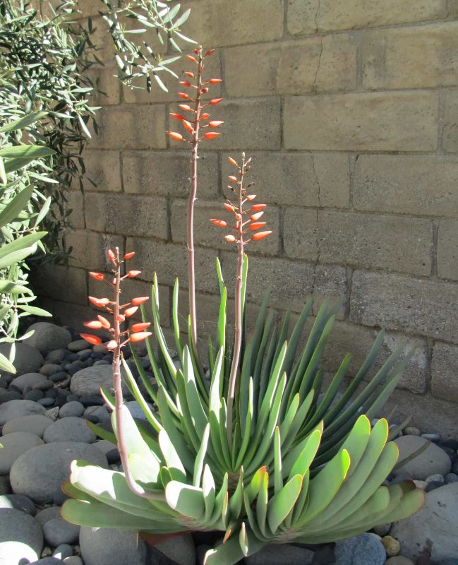 Aloe plicatilis (Fan Aloe)