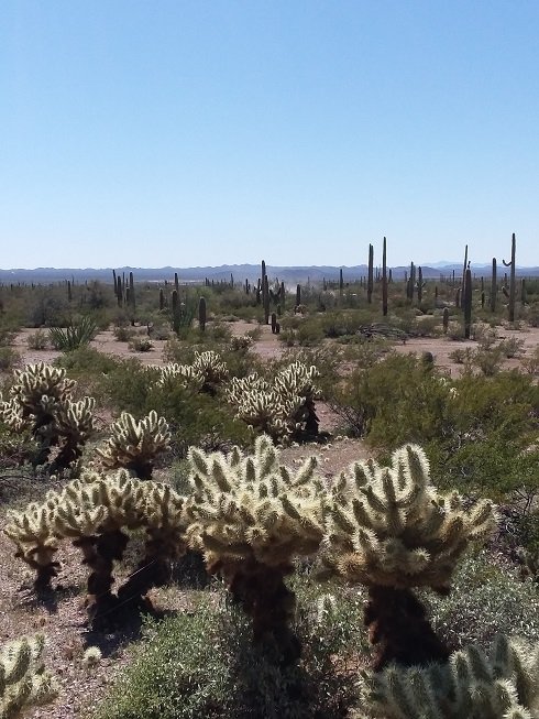 Cholla_AZ.jpg