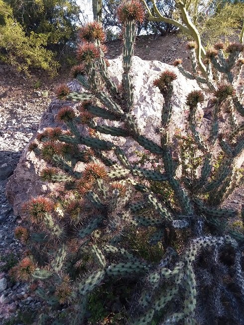 Cholla2_AZ.jpg