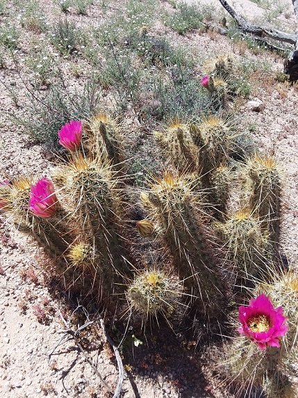 Echinocereus engelmanii_AZ.jpg