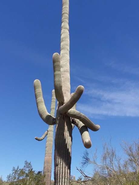 saguaro_shiva.jpg