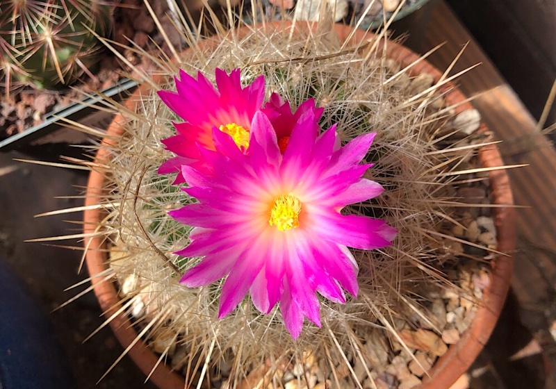 thelocactus macdowellii