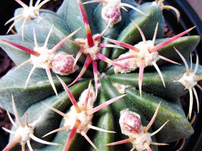 Ferocactus macrodiscus with buds
