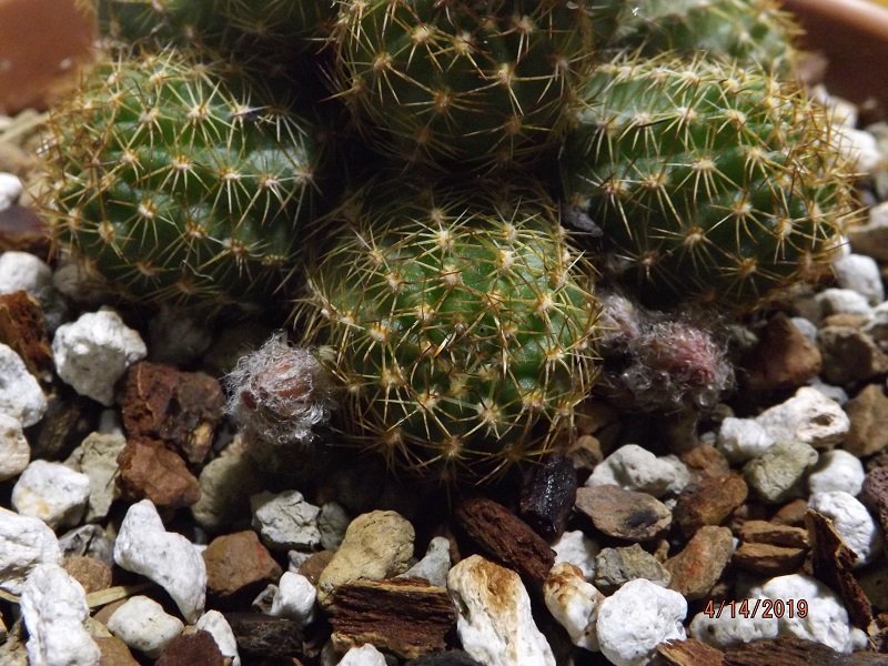 Echinopsis chamaecereus3 800 x 600 DSCF5422.JPG