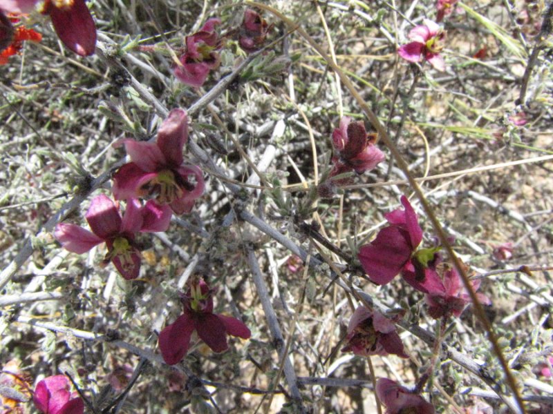 Krameria bicolor4.JPG