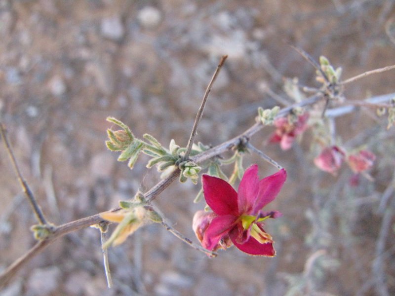 Krameria bicolor5.JPG