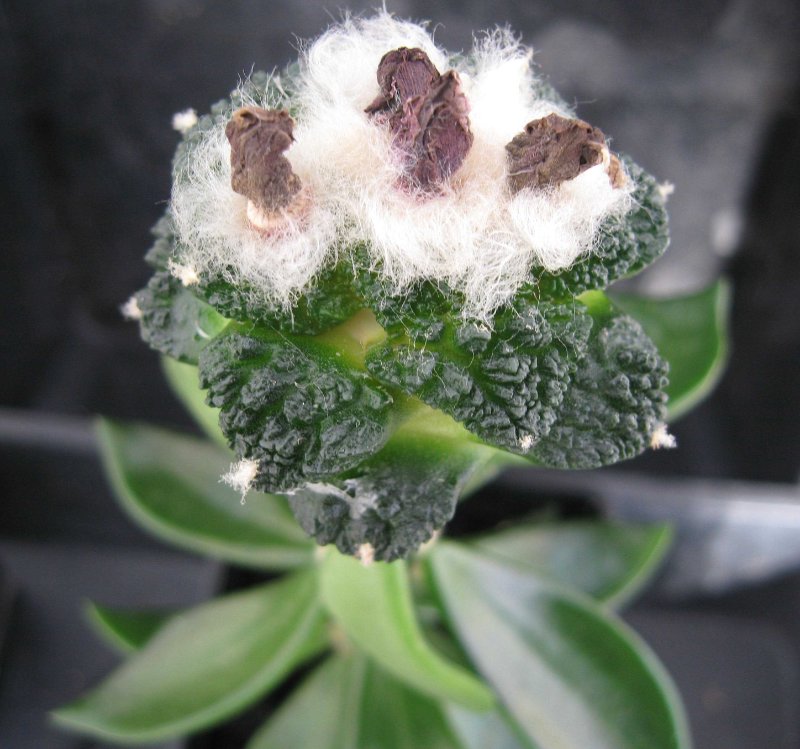 Ariocarpus fissuratus cv godzilla