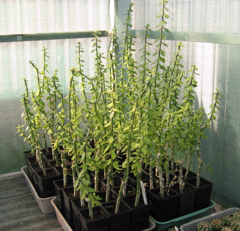 Pereskiopsis before cut back