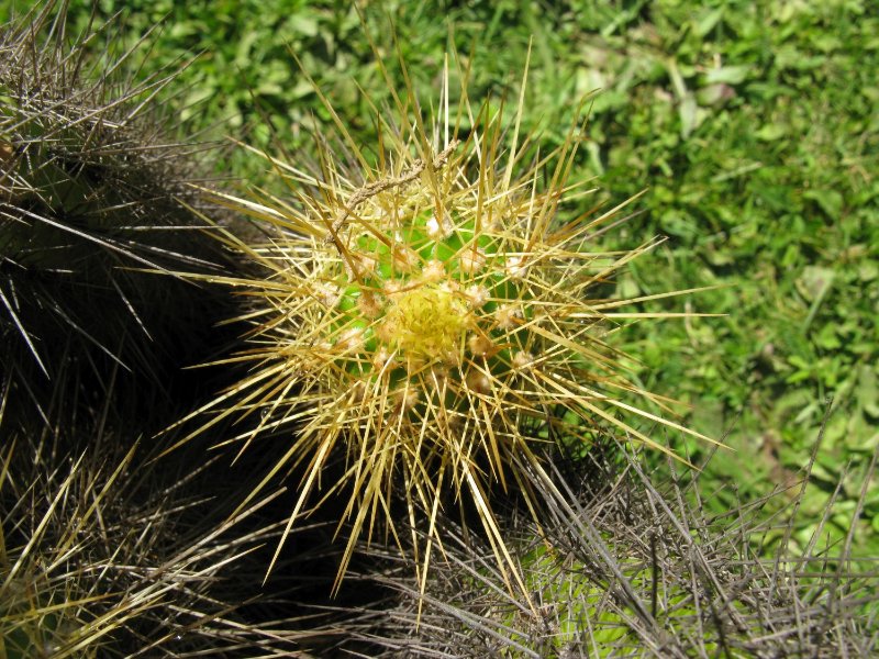 trichocereus-young.jpg