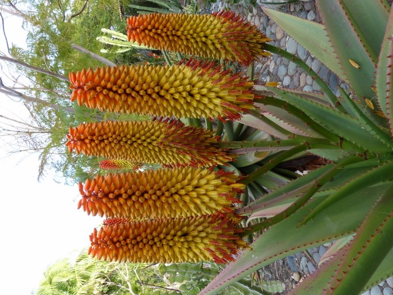 Aloe angelica Blüten (600x800).jpg