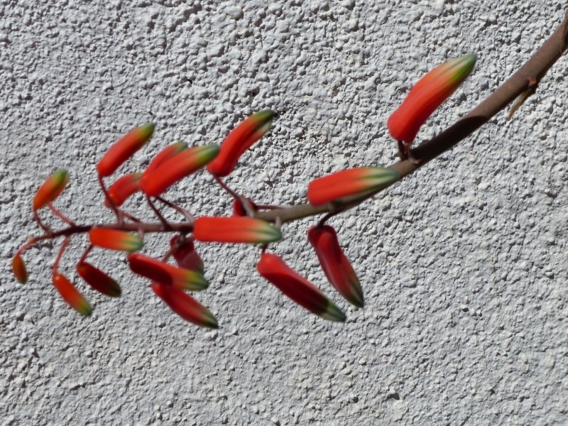 Aloe belavenokensis, Blüte (600x800).jpg