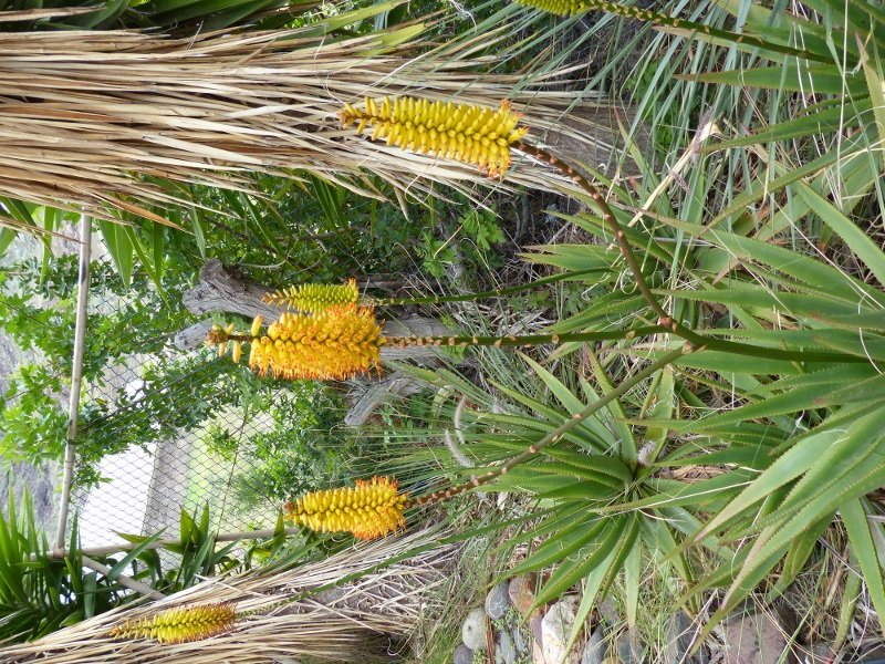 Aloe buchlohii, Blüten - Kopie (600x800).jpg