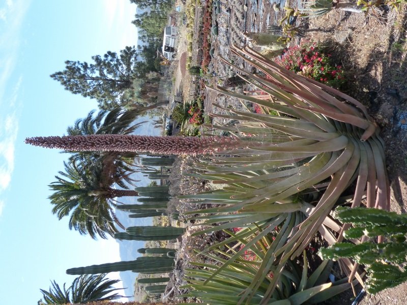 Aloe suzannae (2) (600x800).jpg