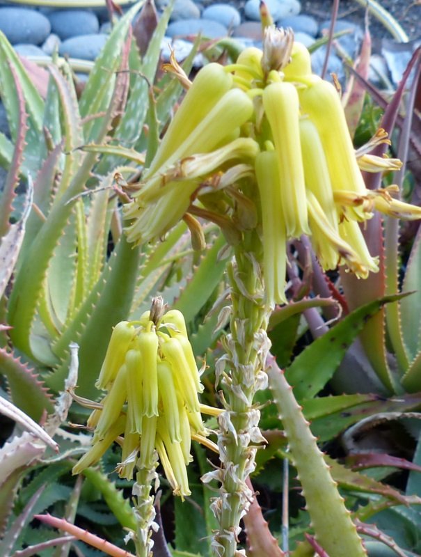 Aloe castellorum, Blüte 4 (605x800).jpg