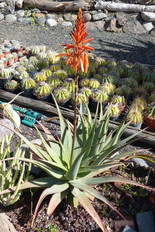 Aloe pienaarii mit Blüten (535x800).jpg